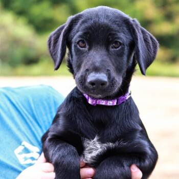 CT Hattie -  Black Labrador Retriever and Mixed Breed Dog for Adoption in Stormville, New York - CT Hattie | PetCurious