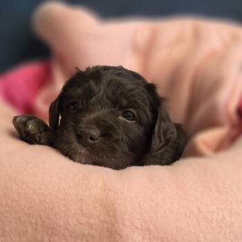 Poodle and Husky Dogs Available for Adoption - Sunkist | PetCurious