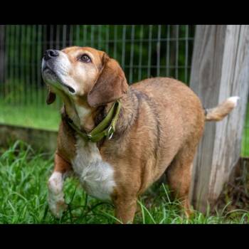 Chance -  Beagle Dog for Adoption in Franklin, Tennessee - Chance | PetCurious