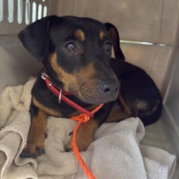 Frank -  Dachshund and Mixed Breed Dog for Adoption in Montgomery, Alabama - Frank | PetCurious