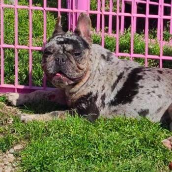 Millie (merle) female -  French Bulldog Dog for Adoption in Spring Hill, Kansas - Millie (merle) Female | PetCurious