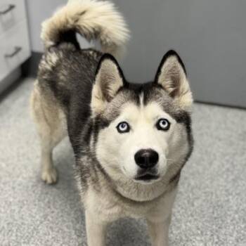 Husky Dogs Available for Adoption - Blue Ivy | PetCurious