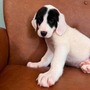 NY Elenore Avail Aug 26 (MTK Hotel Mount Kisco) -  Great Pyrenees and Hound Dog for Adoption in Eastford, Connecticut - NY Elenore Avail Aug 26 (MTK Hotel Mount Kisco) | PetCurious