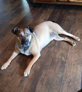 Toby -  Husky and Terrier Dog for Adoption in Falmouth, Maine - Toby | PetCurious