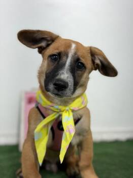 Officer-One of our Amazing Rescue Dogs -  Dachshund and Black Mouth Cur Dog for Adoption in Carlsbad, California - Officer-One Of Our Amazing Rescue Dogs | PetCurious