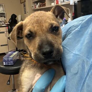 Dust -  Mixed Breed Dog for Adoption in Flagstaff, Arizona - Dust | PetCurious