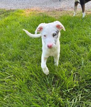 Mickey -  Australian Shepherd Dog for Adoption in Louisville, Kentucky - Mickey | PetCurious