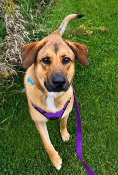 Rooster -  Hound Dog for Adoption in Livonia, Michigan - Rooster | PetCurious