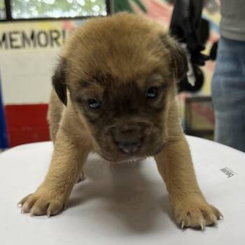 Shepherd Dogs Available for Adoption - Zelda | PetCurious