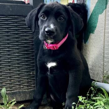Zola -  Mixed Breed Dog for Adoption in Warrensburg, Missouri - Zola | PetCurious
