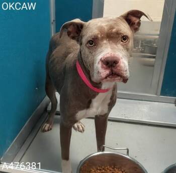A476381 -  Pit Bull Terrier Dog for Adoption in Oklahoma City, Oklahoma - A476381 | PetCurious