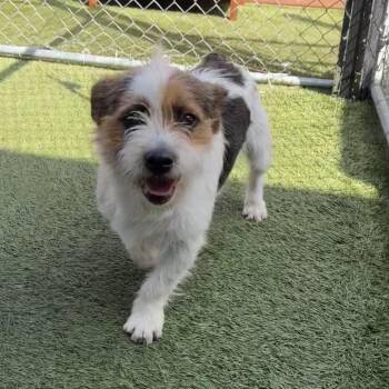 Terrier Dogs Available for Adoption - Pascal | PetCurious