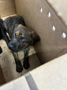 A1411969 -  Pit Bull Terrier and Mixed Breed Dog for Adoption in San Jose, California - A1411969 | PetCurious