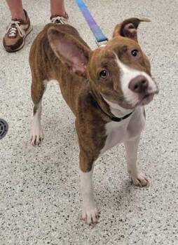 Pippi Longstocking -  Pit Bull Terrier and Mixed Breed Dog for Adoption in Kansas City, Missouri - Pippi Longstocking | PetCurious