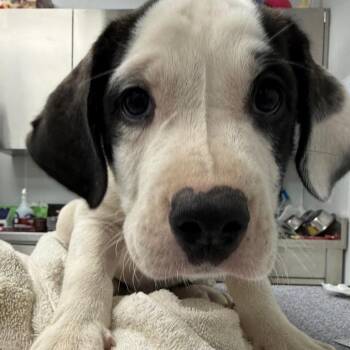 Wayne -  Boxer and Mixed Breed Dog for Adoption in Abilene, Texas - Wayne | PetCurious
