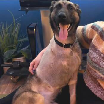 Hera -  German Shepherd Dog Dog Available for Adoption in Oak Park, Illinois - Hera | PetCurious