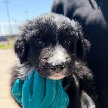 Maxwell -  Black Labrador Retriever and Mixed Breed Dog for Adoption in Midland, Texas - Maxwell | PetCurious