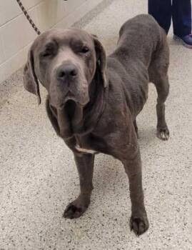 Fiji -  Mastiff and Mixed Breed Dog for Adoption in Kansas City, Missouri - Fiji | PetCurious