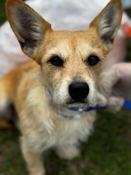 Corgi Dogs Available for Adoption - Scruffy | PetCurious