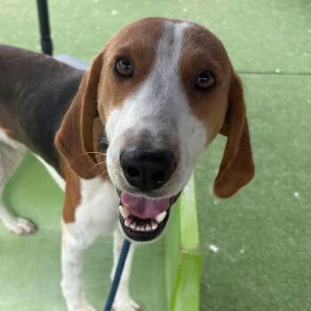 Nashua -  Hound Dog for Adoption in Chatham, Virginia - Nashua | PetCurious