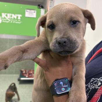 Paris -  Chow Chow and Shepherd Dog for Adoption in Calverton, New York - Paris | PetCurious