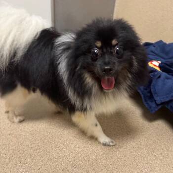 Pepe -  Pomeranian Dog for Adoption in Pekin, Illinois - Pepe | PetCurious