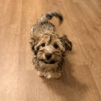 CAPTAIN -  Yorkshire Terrier and Bichon Frise Dog for Adoption in Cincinnati, Ohio - CAPTAIN | PetCurious