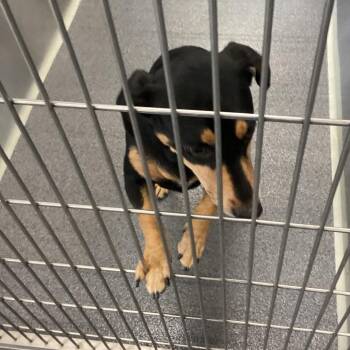 Cash -  Terrier Dog for Adoption in Montgomery, Alabama - Cash | PetCurious