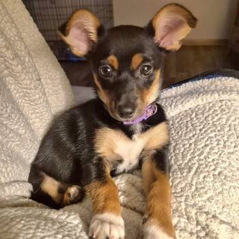 Reba Rose -  Mixed Breed Dog for Adoption in Racine, Wisconsin - Reba Rose | PetCurious