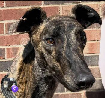 Edmund -  Greyhound Dog for Adoption in Coon Rapids, Minnesota - Edmund | PetCurious