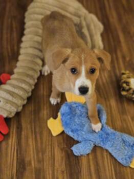 WRX Subaru -  Mixed Breed Dog for Adoption in Waunakee, Wisconsin - WRX Subaru | PetCurious