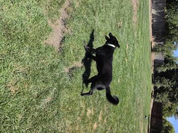 Buddy 2 (Owner Assist) -  German Shepherd Dog Dog for Adoption in Tracy, California - Buddy 2 (Owner Assist) | PetCurious