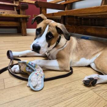 Jax -  Boxer and Mixed Breed Dog for Adoption in Woodstock, Illinois - Jax | PetCurious