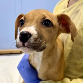 Mixed Breed Dogs Available for Adoption in Redwood Valley, California - Pufferfish | PetCurious