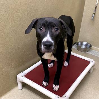 Zane -  Pit Bull Terrier Dog for Adoption in Monroe, Georgia - Zane | PetCurious
