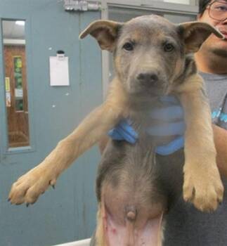 German Shepherd Dog and Mixed Breed Dogs Available for Adoption - A471162 | PetCurious