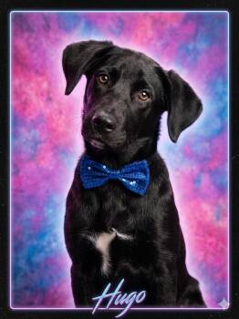 HUGO -  Black Labrador Retriever Dog for Adoption in Cincinnati, Ohio - HUGO | PetCurious