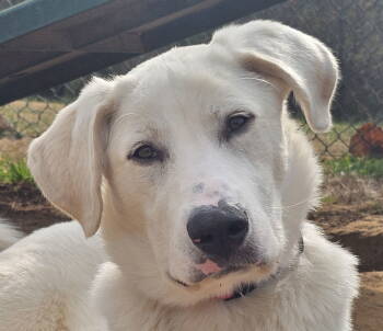 Rescue Great Pyrenees and Labrador Retriever Dogs for Adoption in Algood, Tennessee - Sabrina | PetCurious