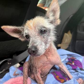 Terrier Dogs Available for Adoption in Gulfport, Mississippi - Zoey Hazel | PetCurious