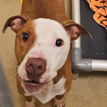 Energizer -  Mixed Breed Dog for Adoption in Asheville, North Carolina - Energizer | PetCurious