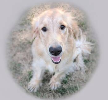 Rescue Golden Retriever Dogs for Adoption in Fort Myers, Florida - Mariposa-7 Mo Golden! | PetCurious