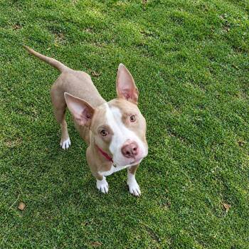 Coco -  American Staffordshire Terrier Dog for Adoption in Martinez, California - Coco | PetCurious