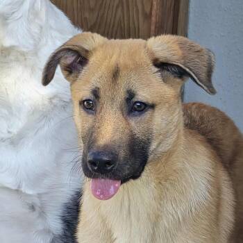 Rescue German Shepherd Dog and Belgian Shepherd Malinois Dogs for Adoption in Warren, Rhode Island - Eragon | PetCurious