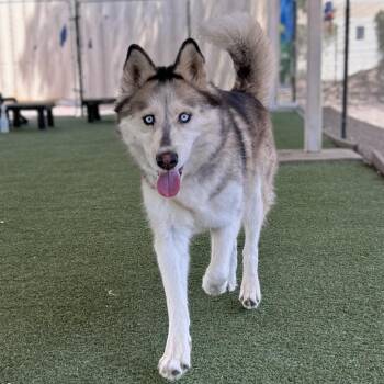 Cassie -  Husky and Mixed Breed Dog for Adoption in Riverside, California - Cassie | PetCurious