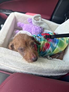 Dachshund and Terrier Dogs Available for Adoption in Princeton, Massachusetts - Wookie | PetCurious