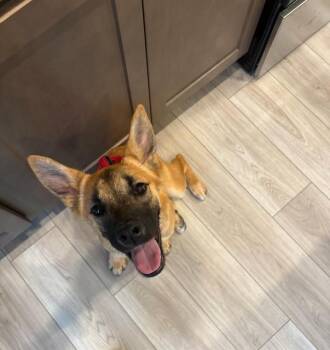 GINGER -  German Shepherd Dog and Siberian Husky Dog for Adoption in Colorado Springs, Colorado - GINGER | PetCurious