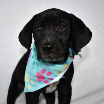 Labrador Retriever Dogs Available for Adoption in Johnson City, Tennessee - Parmesan | PetCurious