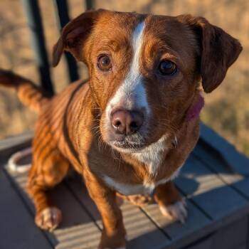 Beagle and Chihuahua Dogs Available for Adoption in Waynesboro, Pennsylvania - Izzy | PetCurious