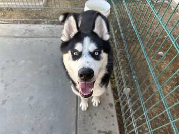 Husky and Siberian Husky Dogs Available for Adoption in Cottonwood Heights, Utah - Troy | PetCurious