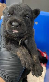 SLATE -  Mixed Breed Dog for Adoption in Dallas, Texas - SLATE | PetCurious